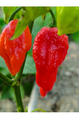 Komodo Dragon Pepper / 1,4 2,2 Milyon Scoville - Gerçek Taze Acı Biber
