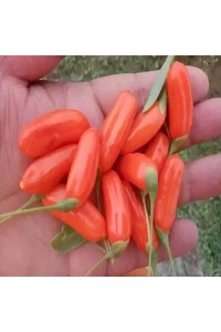 Tüplü Princess Tao Etli Goji Berry Kurt Üzümü Fidanı Sınırlı Say