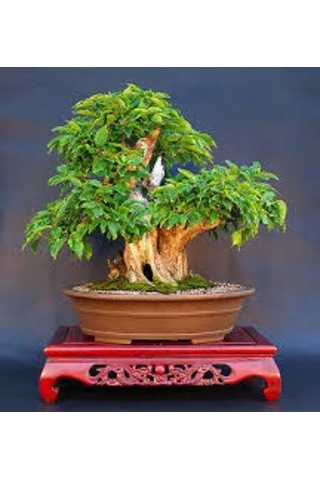 Bodur Kızılcık Bonzai Ağacı Tohumu 3 Tohum + Bonsai Tohumu