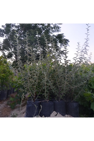 2 Yaş Tüplü Kokulu İğde Fidanı130-150 Cm