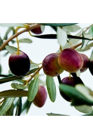 Zeytin Fidanı Hakiki Gemlik 60 Cm