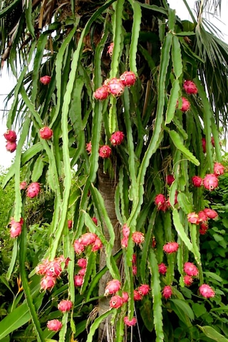 Ejder Meyvesi Ağacı Fidanı Kırmızı 3 Adet 15 Cm Köksüz Çelik Saks