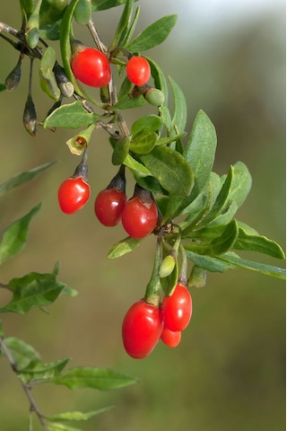 Bahçevilya 2 Yaşında Gojiberry Fidanı Tüplü