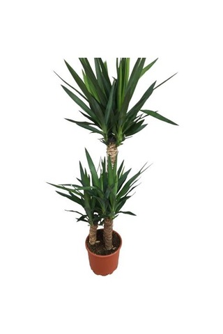 3 Lü Üçlü Yukka Bitkisi 140-150 Cm Uzunluğunda
