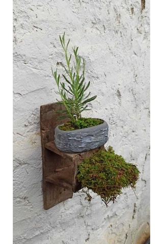 Saksıda Lavanta Fidesi Fidanı 10-20 Cm