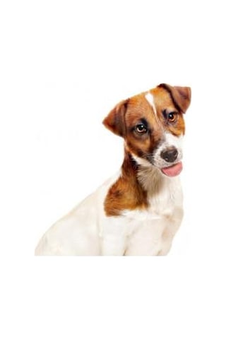 Royal Canin Küçük Irklar Için Yaş Konserve Köpek Maması 195 G