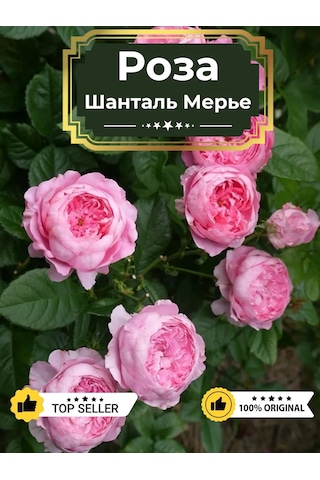 Dream Roses Schantale Marie Gülü Fidanı 151270847