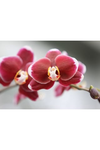 100 Adet Orkide Tohumu + 10 Adet Hollanda Gülü Tohumu N117041