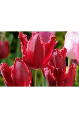 Burgundy Lace Kırmızı Lale Soğanı 5 Adet