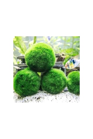 Canlı Marimo Moss Ball Yosun Topu 2-3cm Dekoratif Bitki 41bordocipsobeyaz