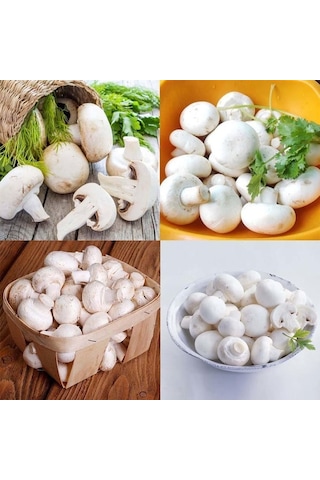 Dahil 20000 Adet KüLür Mantarı Tohumu