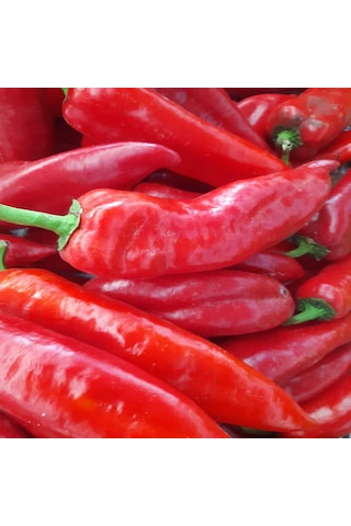 1 Kg Kapya Biber + 2 Kg Salatalık