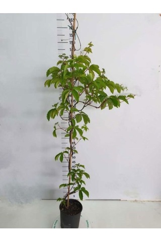 Soğuğa Dayanıklı Kışın Kırmızı Renk Amerikan Sarmaşığı 50-80cm Saksılı/tüplü