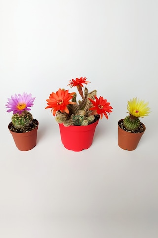 3'lü Çiçekli Kaktüs Set Natocactus Ubelmanianus, EchinopsisChamaecereus, Parodia Buiningii