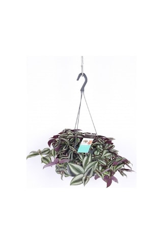 Telgraf Çiçeği Askılı Saksı Tradescantia Zebrina Çiçeği