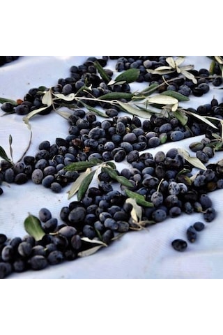 Tüplü Cezayir Menşei Yağlık Ve Sıkımlık Sigoise Zeytini Fidanı