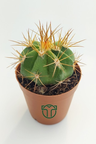 Melokaktus Matanzanus Kaktüs Özel Tür 5.5 Cm Saksida
