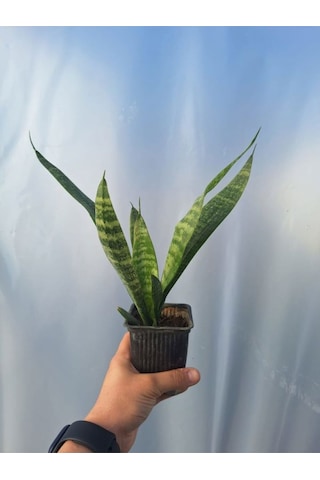 Videolu Kılıç Çiçeği 20 30 Cm 1 Adet Saksılı İç Mekan Bitkisi Gladiolus