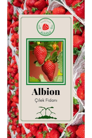 30 Adet Albion Çilek Fidesi Açık Kök ve Taze Söküm (Frigo)