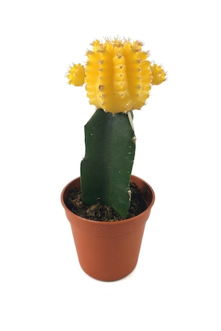 Gymnocalycium Mihanovichii 'Yellow' (Kaktüs) Ø5,5 CM Y0-10 CM