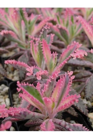 Pembe Aşkın Gözyaşı 1 Adet Saksılı 10-15cm Kaktüs Ve Sukulent Kalanchoe Daigremontiana