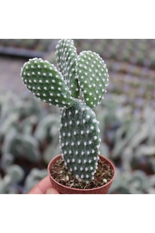 Tavşan Kaktüs/beyaz Dikenli , 5.5 Cm Saksıda 1 Adet