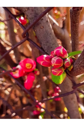 Yörük Gelini Japanese Quince Bol Çiçekli Süs Bitkisi Aşılı Meyve Fidanı