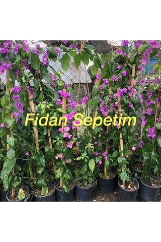 3 Yaş Adabegonvili Fidanı