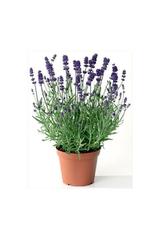 Lavanta Çiçeği Kokulu Aromatik Bahar Bitkisi Balkon Bitkisi