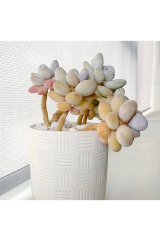 10 Adet Pachyphytum Oviferum Succulent Tohumu