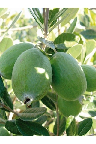 Feyko Feıjoa Kaymak Ağacı Fidanı 70-100 Cm Meyve Verme