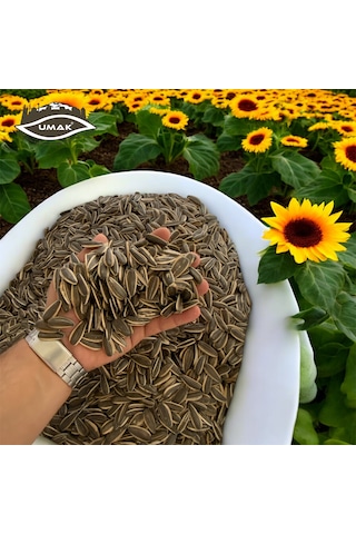 Umak Çerezlik Siyah Çiğ Ay Çekirdeği 5 KG