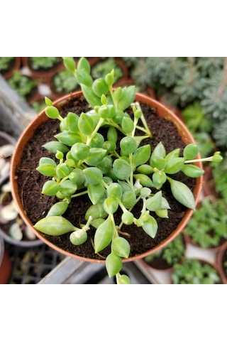 Söbe-boncuk Çiçeği Sukulent.senekio klenia Rowleyanus 8 Cm