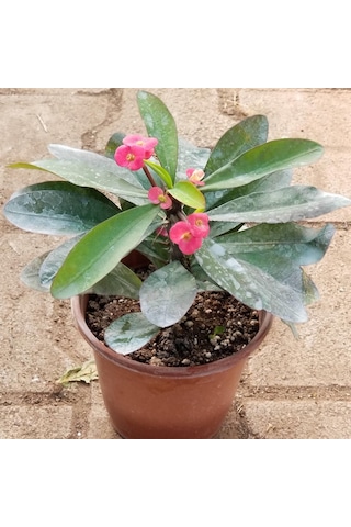 Büyük Boy Kırmızı Euphorbia Milli - Dikenler Tacı  Saksıda