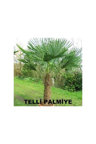 Telli Palmiye Tohumu - Trachycarpus Fortunei 10 Adet Tohum