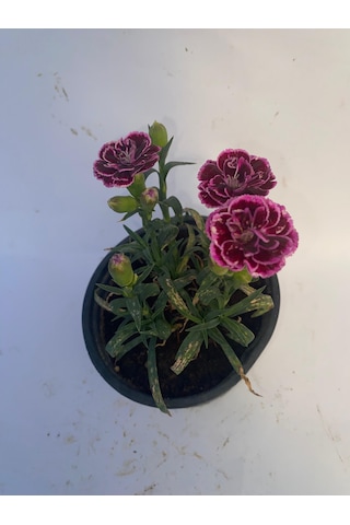 Bodur Karanfil Çiçeği Kırmızı-pembe-beyaz-mor 10-15cm 3 Adet