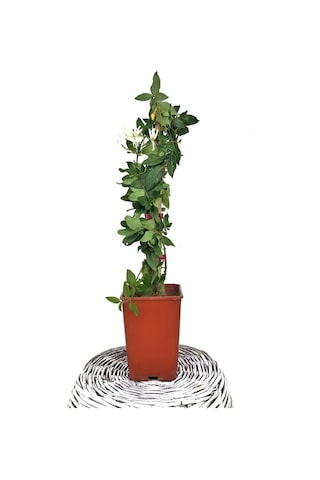 Hanımeli Sarmaşığı Fidanı 10-20 Cm