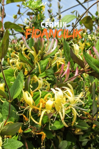 Kokulu Hanımeli Sarmaşık Fidanı