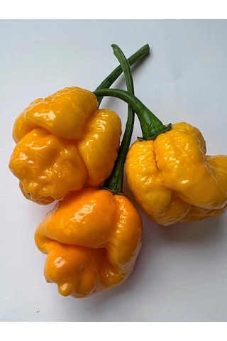 7 Pot Braın Straın Yellow Pepper / 1,5 Milyon Scoville - Gerçek Taze Acı Biber