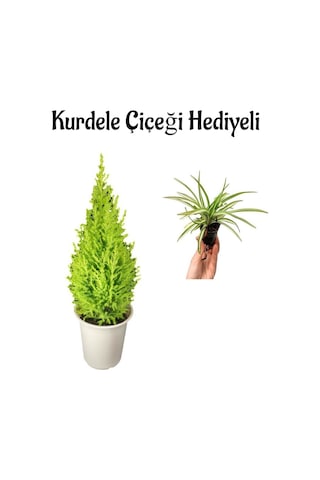 Limon Kokulu Limon Çamı Sevgililer Gününe Özel Kurdele Çiçeği Hediyeli