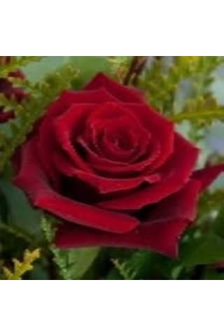 Mihrimah Sultan Gül Fidanı 10-20 Cm
