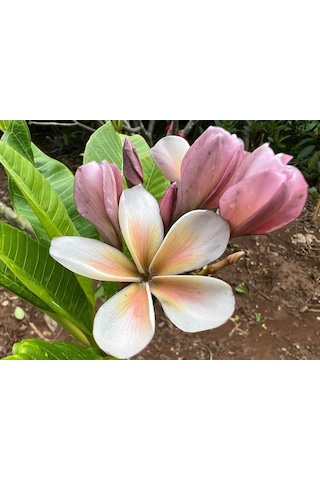Karışık Renklerde 5 Adet Plumeria Tohumu
