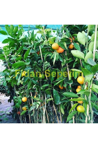 2 Yaş Aşılı Satsuma Mandalina Fidanı