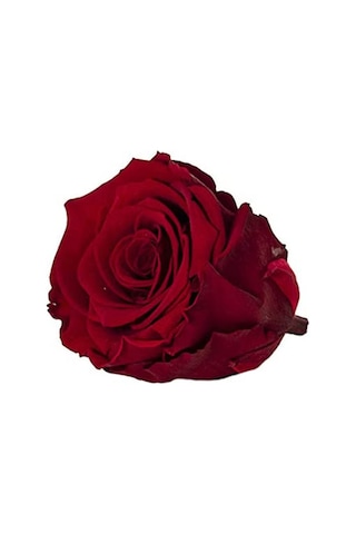 Rose Amor red-01 KOYU KIRMIZI şoklanmış solmaz gül XL 1 KUTU (6 A