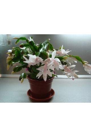 Yılbaşı Çiçeği Fidanı 5cm-20cm