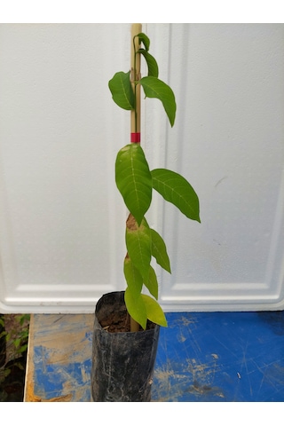 Sugar Apple Fidanı Aşısız 2 Yaş 40 Cm 2 Adet