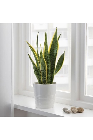 Ikea Sansevıerıa Trıfascıata Canlı Bitki, Yeşil, 14 Cm, Sansevieria Trifasciata