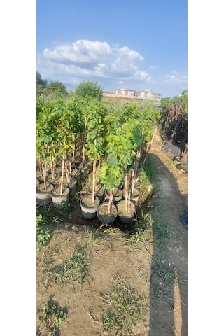 Sultaniye Çekirdeksiz İzmir Üzümü Asma Fidanı