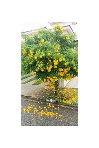 Sarı Acem Borusu Ağacı Tohumu[5 Adet Tohum]