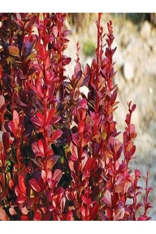 Videolu Berbetis Fidanı 40 60 Cm 1 Adet Saksılı/ Tüplü Dış Mekan Bitkisi Berberis